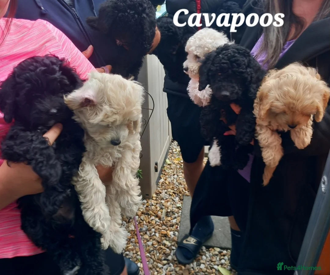 Toy Poodle dogs for stud: *2 STUDS AVAILABLE*FULL PEDIGREE SILVER & PHANTOM - Advert 29