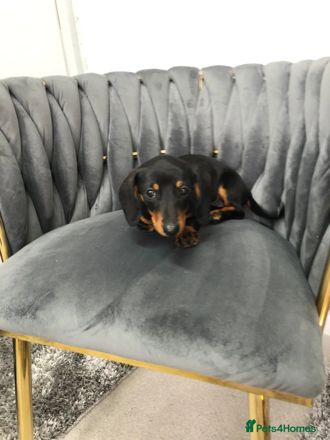 Dachshund dogs for sale: One left Beautiful miniature Dachshund pup  - Advert 2