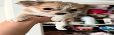 Chihuahua 3