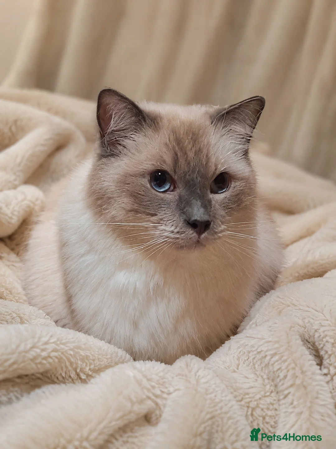 Ragdoll cats for sale: Ragdoll Blue Large Heavy Male Boy Cat - Advert 1