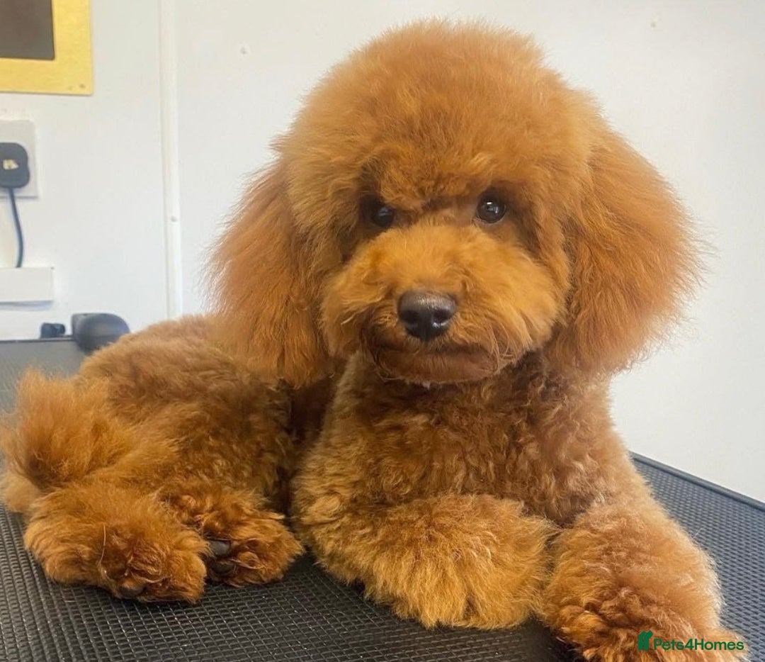 Cavapoo dogs for sale: Extensively health tested toy cavapoos red  - Advert 6