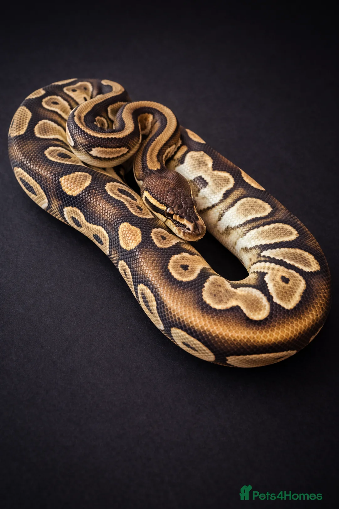 Python Snake reptiles for sale: UPDATED!! Ball Pythons Available - - Advert 2