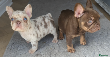 French Bulldog dogs - Advert 2