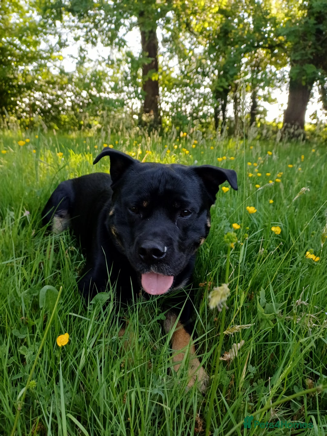 Rottweiler dogs for stud: Rottweiler cross for stud - Image 22