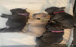 French Bulldog dogs for sale: Beautiful French bulldog puppies  - Image 18