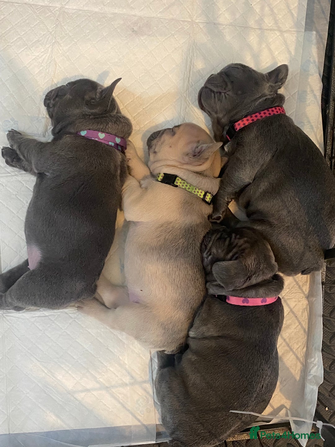 French Bulldog dogs for sale: Beautiful French bulldog puppies  - Image 18