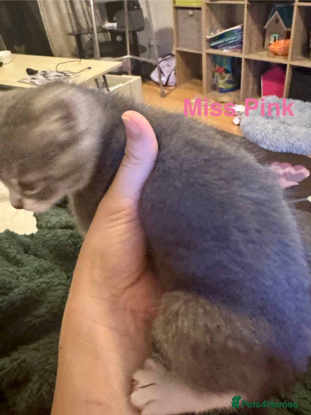 Domestic Shorthair cats for sale: Adorable Loving Kittens Looking for Forever Homes! - Advert 5