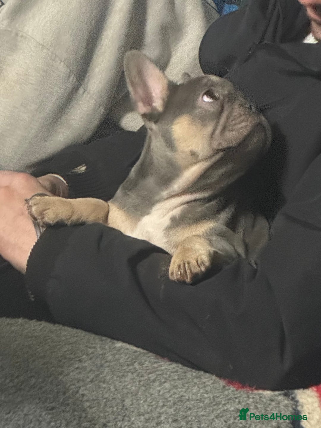 French Bulldog dogs for sale: Last girl left  - Advert 34
