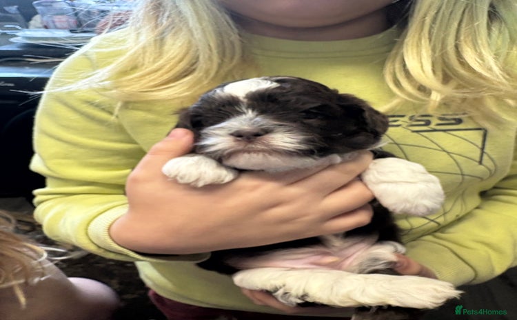 Shihpoo dogs - Advert 1