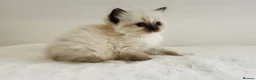 Ragdoll cats for sale: Full pedigree Champion line Ragdoll kittens ❤️😻 - Advert 19