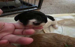 Cockapoo dogs for sale: 3 beautiful f1b cockapoo puppies  - Image 16