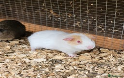 Guinea Pig rodents for sale: 4 Month Old Male Guinea Pigs - Image 6