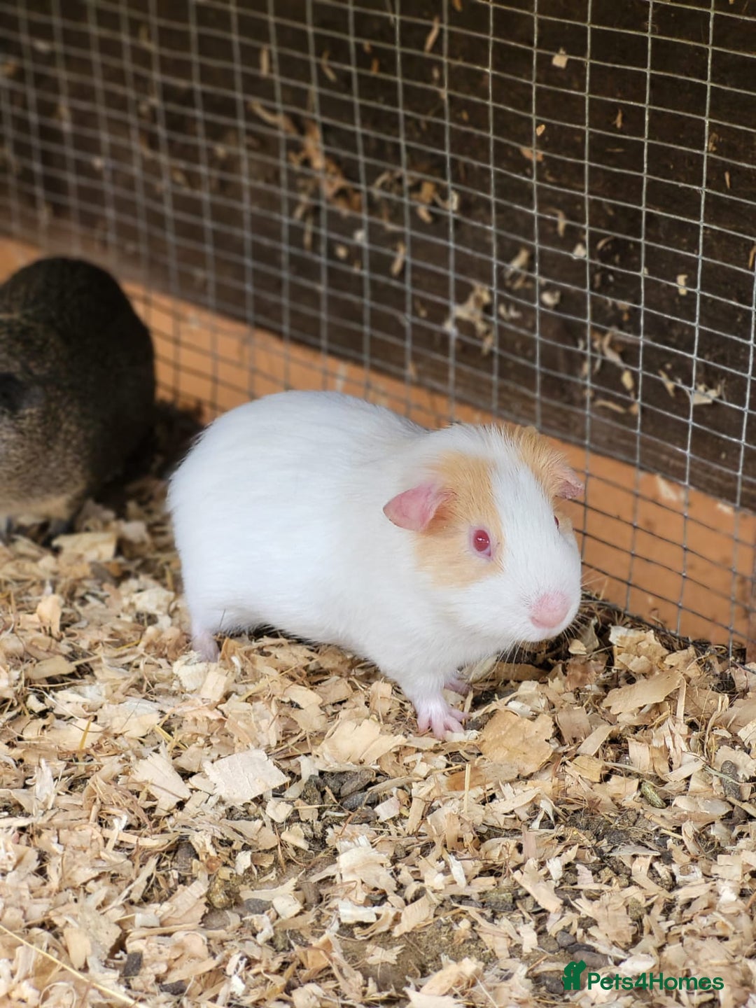 Guinea Pig rodents for sale: 4 Month Old Male Guinea Pigs - Image 6