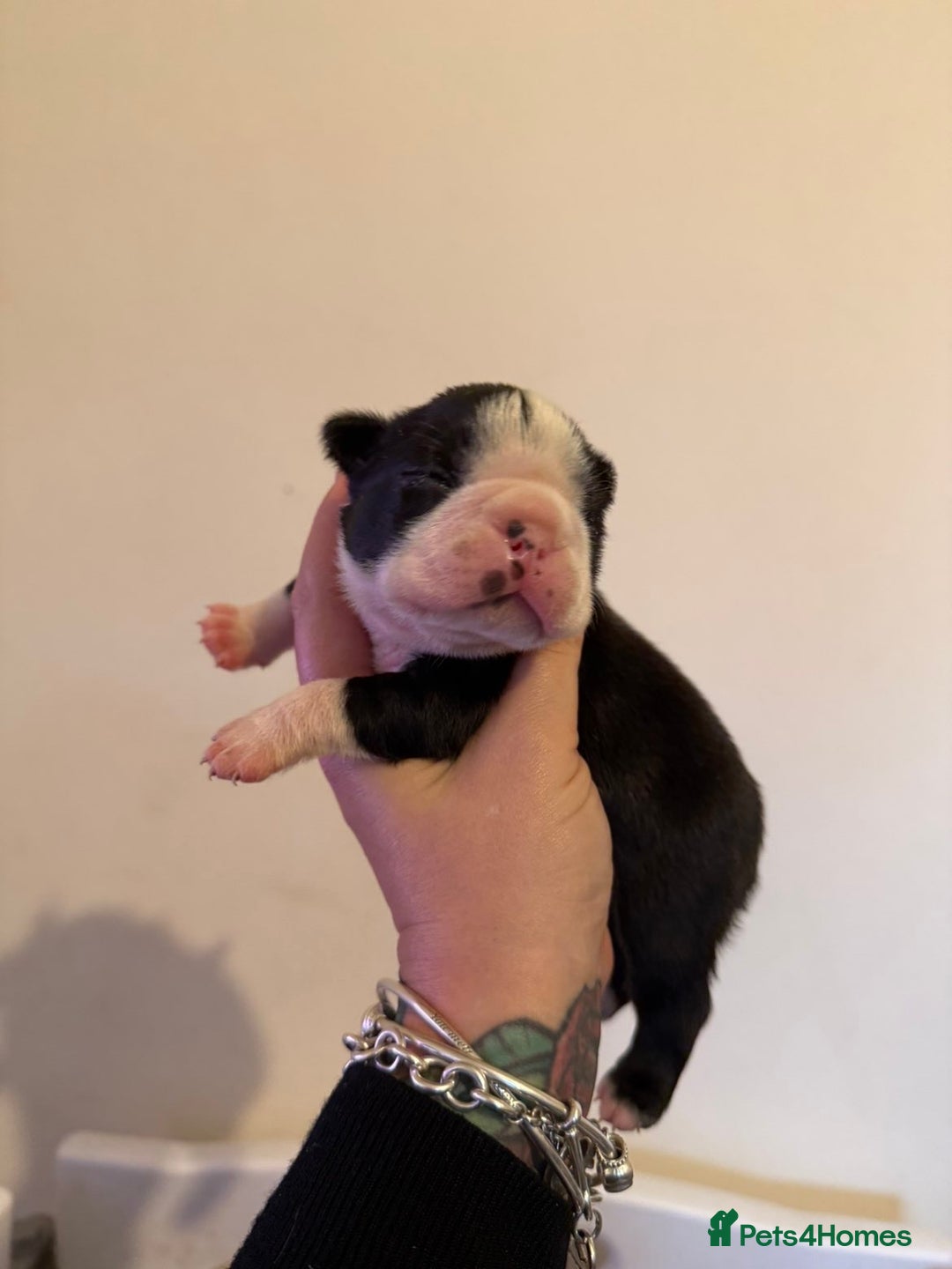Boston Terrier dogs for sale: Quality Lines KC Registered Boston Terrier Puppies - Advert 11
