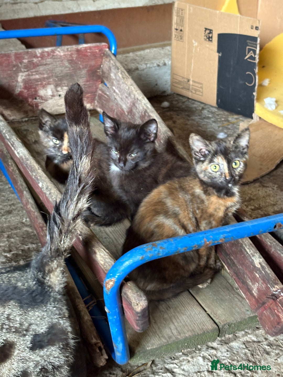 Mixed Breed cats for sale: Farm kittens  - Image 4