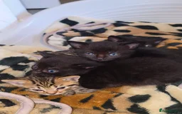 Mixed Breed cats for sale: 3 Black Grey Stripped Kittens For Sale - Image 13