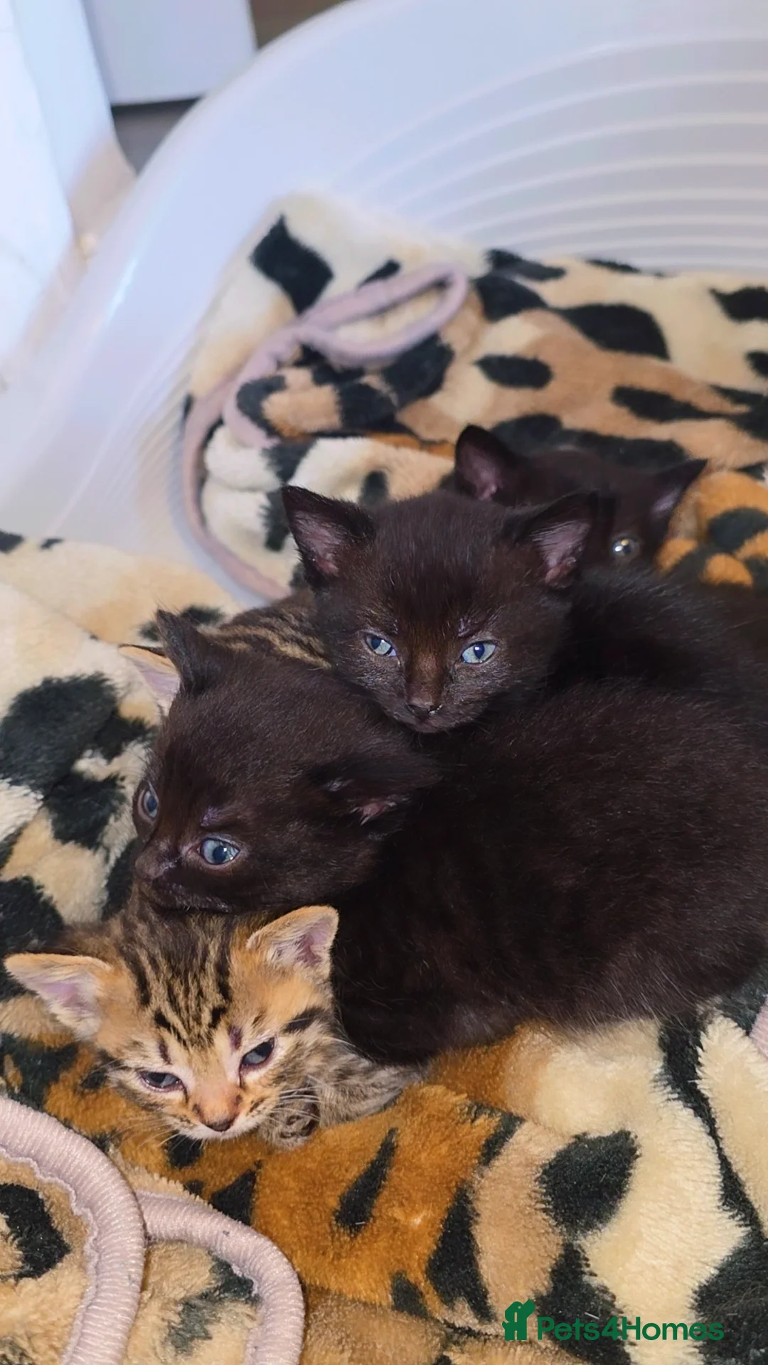 Mixed Breed cats for sale: 3 Black Grey Stripped Kittens For Sale - Image 13