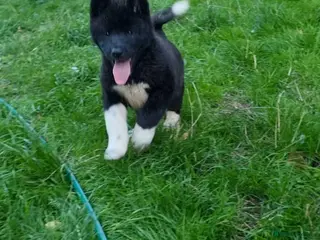 Akita dogs American Akita Chunky Bears Ready - Advert 2