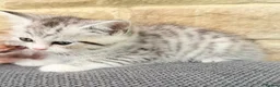 Mixed Breed cats for sale: Persian x kittens  in Bradford - Advert 3