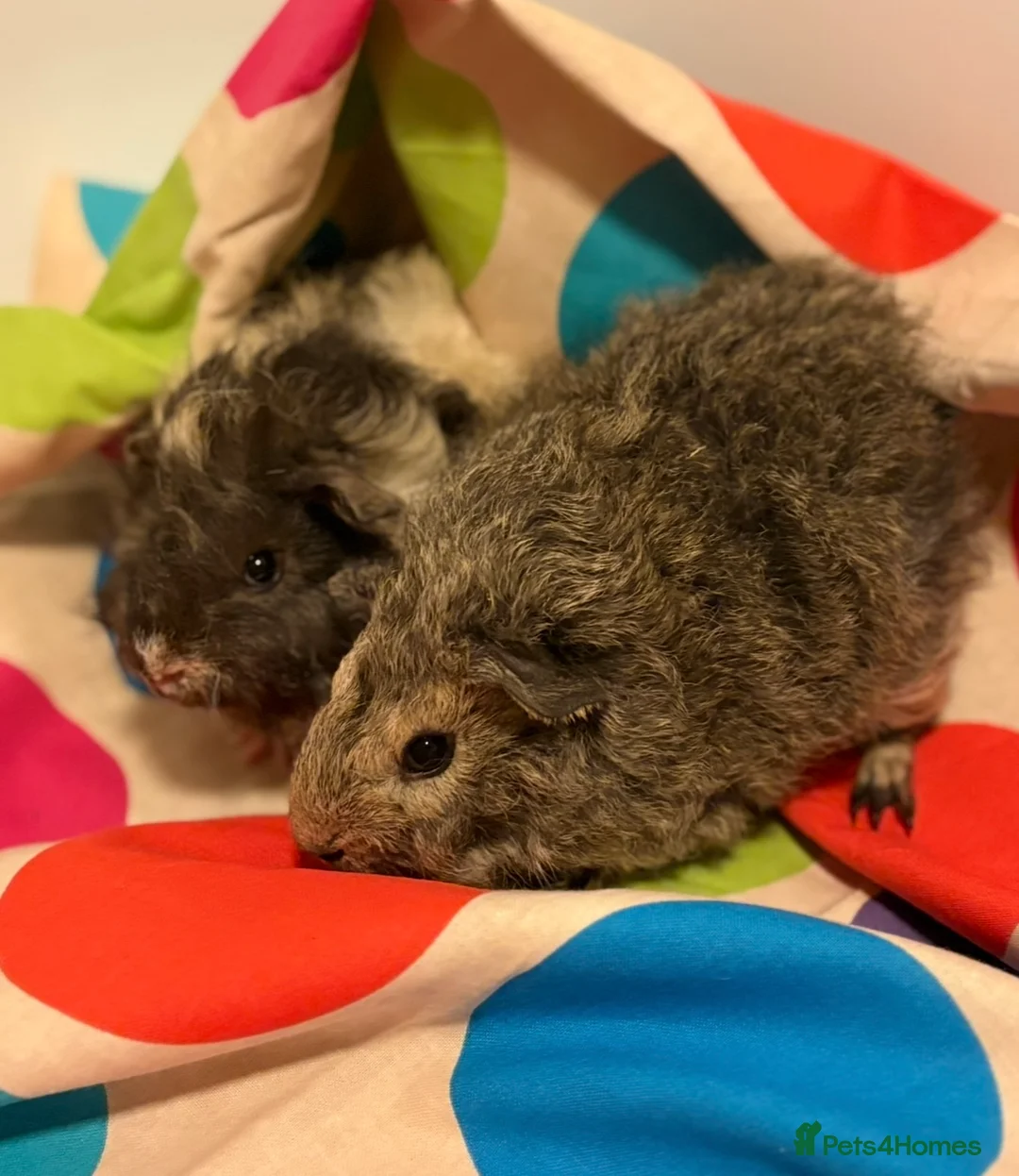 Guinea Pig rodents for sale: Gorgeous Fluffy piggies 3 x Boys - Advert 3