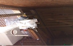 Canaries birds for sale: Canaries/cockteials  - Advert 3