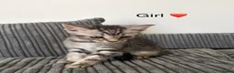 Mixed Breed cats for sale: Mixed Maine Coon - Advert 4