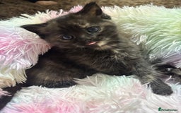 Mixed Breed cats for sale: Ragdoll mixed kittens Grey. Tabby. Speckled. Black - Advert 31