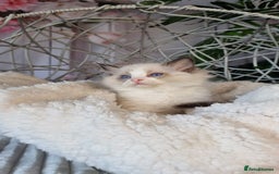 Ragdoll cats for sale: Quality Tica reg Ragdoll kittens  - Image 34