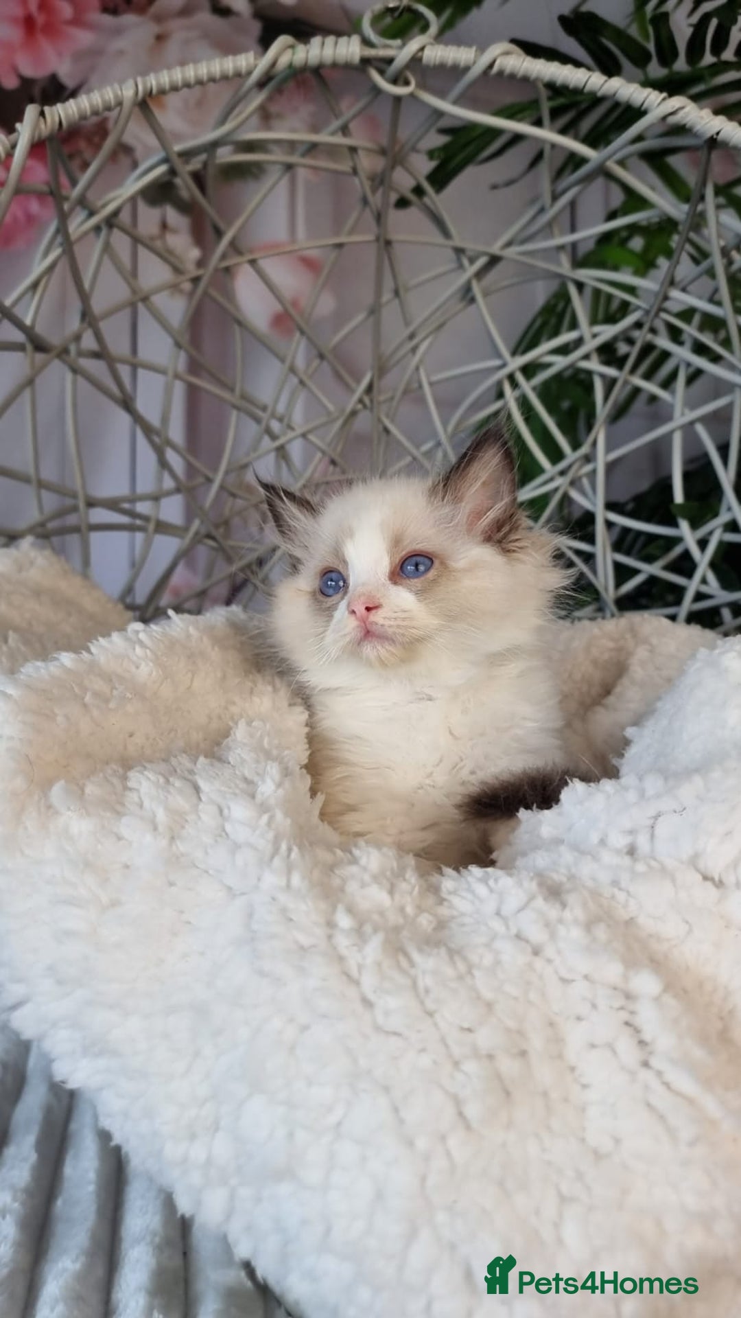 Ragdoll cats for sale: Quality Tica reg Ragdoll kittens  - Image 34