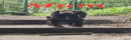 Cockapoo dogs for sale: 6 Stunning Chocolate Toy Cockerpoos - Advert 4