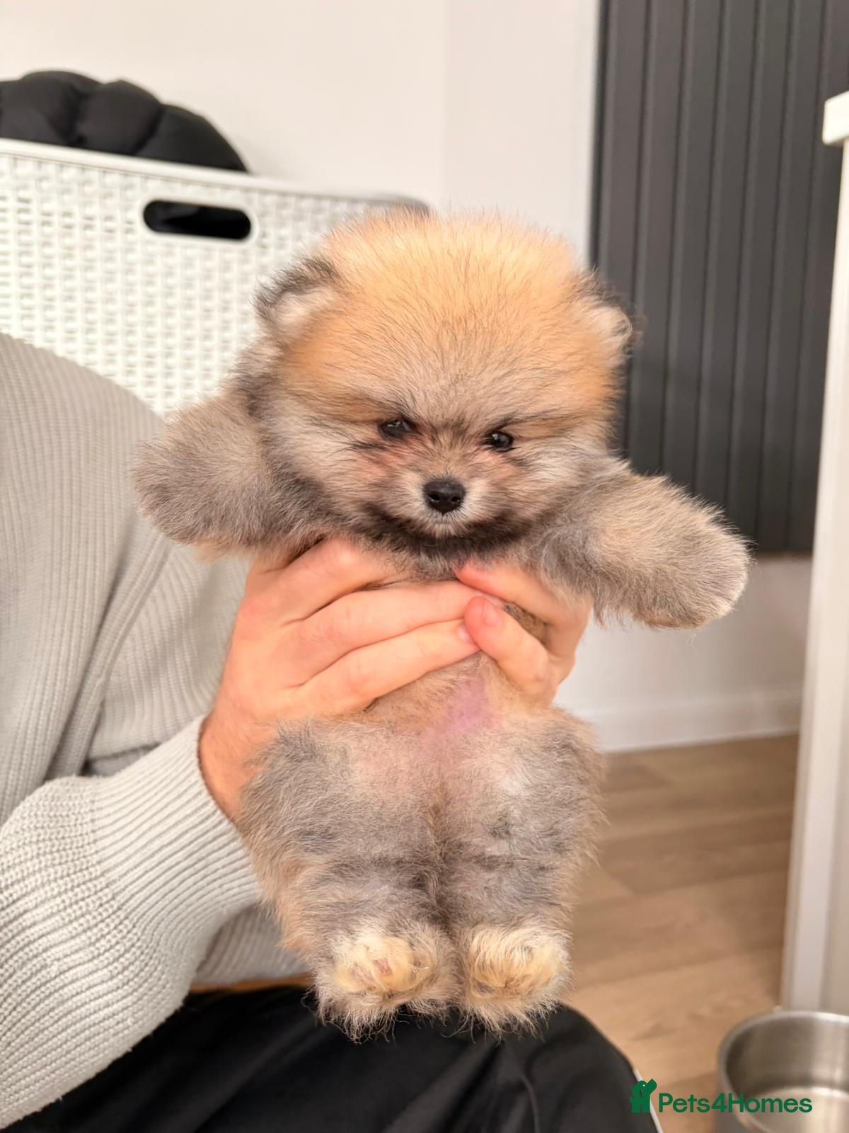 Pomeranian dogs Champion line gorgeous Poms  - Advert 1