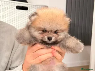 Pomeranian dogs Champion line gorgeous Poms - Advert 15
