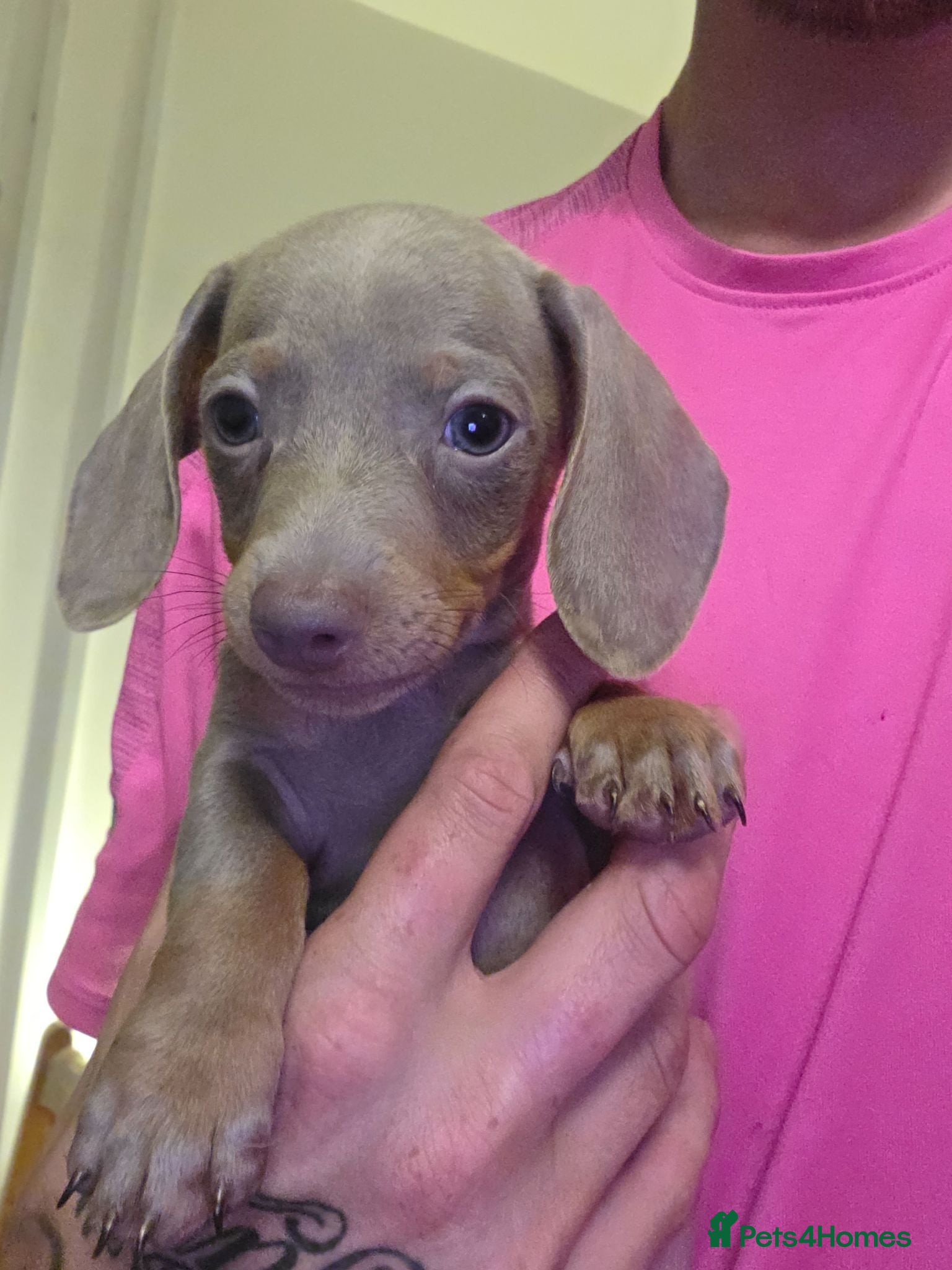 Miniature Dachshund dogs Last 3 miniature dacshunds puppies ready to leave! - Advert 8