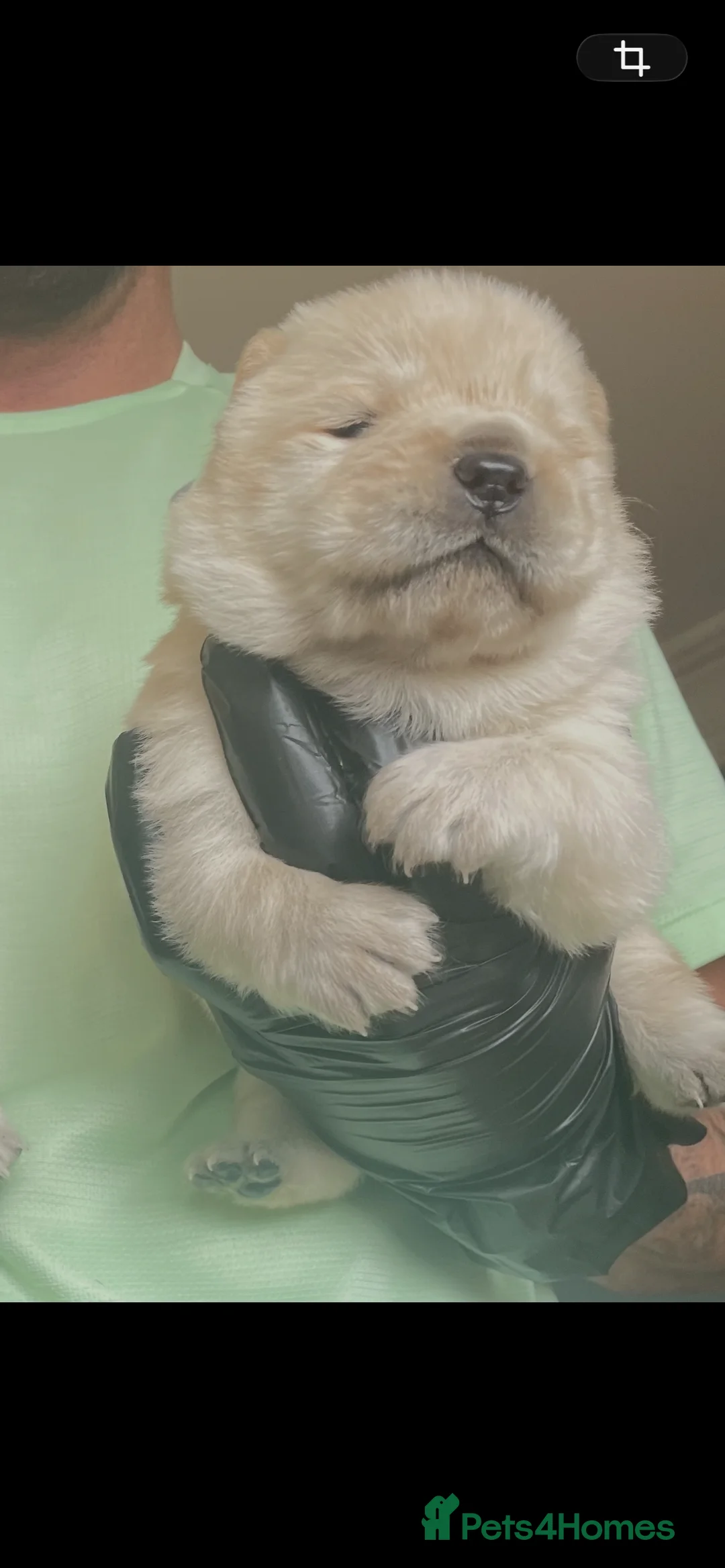 Chow Chow dogs for sale: Beautiful Kc registered chow chow puppies in Liverpool - Advert 14