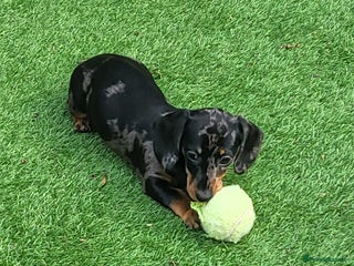 Dachshund dogs - Advert 35