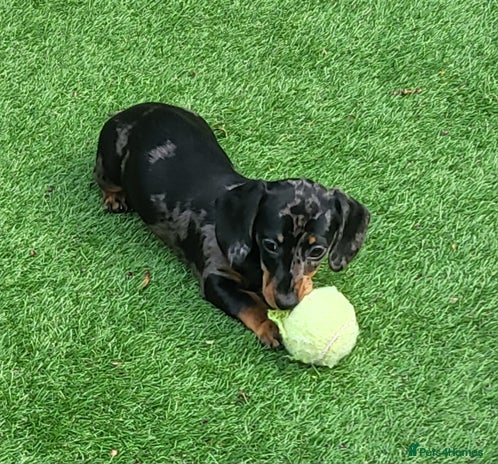 Dachshund dogs - Advert 2
