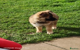 German Shepherd dogs for sale: German Shepherd puppy - Image 3