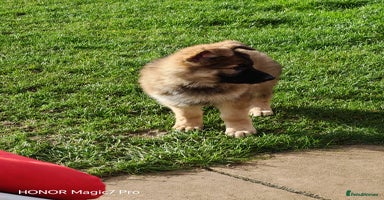 German Shepherd dogs - Advert 10