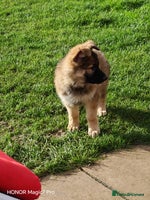 German Shepherd dogs - Advert 10