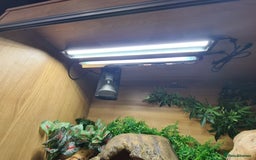 Python Snake reptiles for sale: Pastel leopard ball python  - Image 9