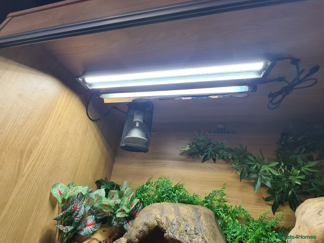 Python Snake reptiles for sale: Pastel leopard ball python  - Image 9