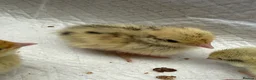Quail poultry for sale: Coturnix Quail Chicks in Poulton-le-Fylde - Advert 3