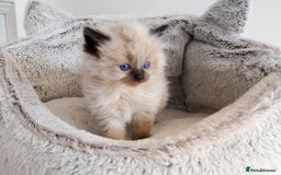 Ragdoll cats for sale: INDOOR FULL PEDIGREE RAGDOLL KITTENS - Image 19