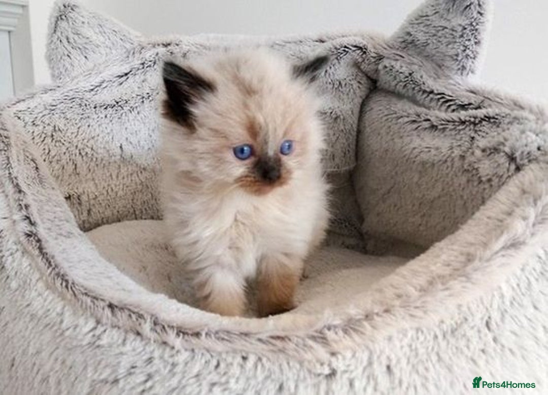 Ragdoll cats for sale: INDOOR FULL PEDIGREE RAGDOLL KITTENS - Image 19