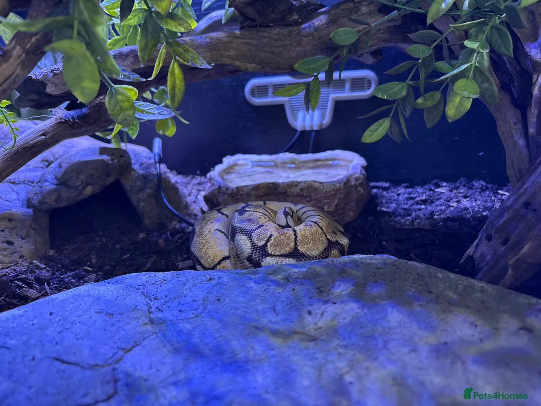 Mixed Breed reptiles for sale: Complete Reptile Setups for Sale with reptile - Advert 8