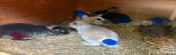 Mixed Breed rabbits for sale: gorgeous baby bunnies  - Advert 7