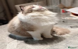Ragdoll cats for stud: 5 Pedigree TICA European Famous R-Bloodline  in London - Image 9