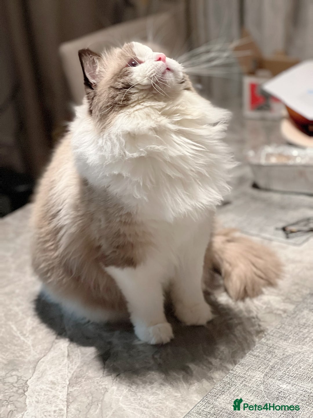 Ragdoll cats for stud: 5 Pedigree TICA European Famous R-Bloodline  in London - Image 9
