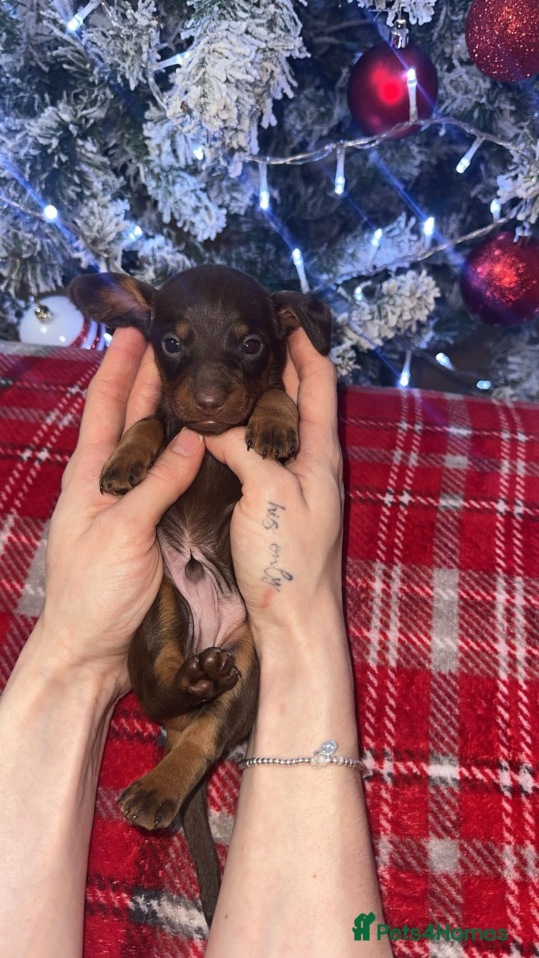 Dachshund dogs for sale: Dachshund puppies (2 LEFT) - Advert 17