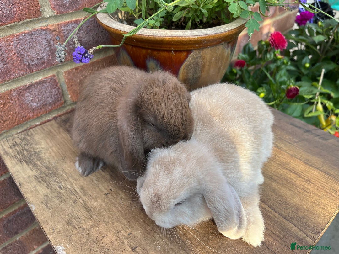 Mini Lop rabbits for sale: Two mini lop males for rehoming RTL 19.08 - Image 3